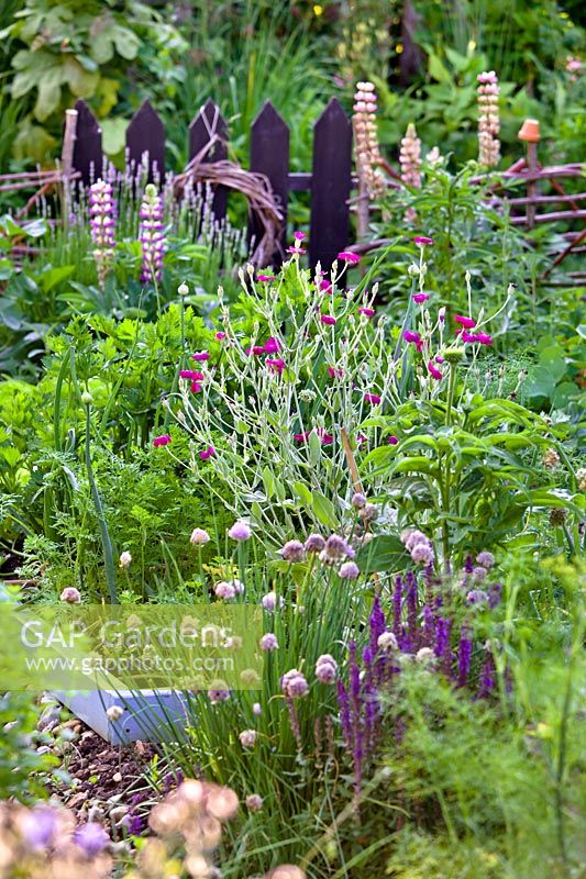 Mixed planting with Lychnis coronaria - Rose Campion, Chives and Salvia nemorosa in a vegetable garden