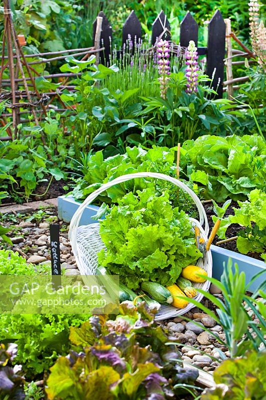 Lactuca sativa 'Joliac', Lactuca sativa 'Carioca' Lettuce growing and harvest in a basket with Courgettes