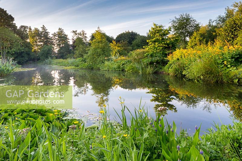Looking up from the far end of the pool at sunrise with mist on the water. View over the lake with reflections of the bordering plants, including Butomis umbellatus, pickerel weed, Pontederia cordata, water buttercups, Ranunculus lingua and on the far side, Gunnera manicata and Carex pendula.