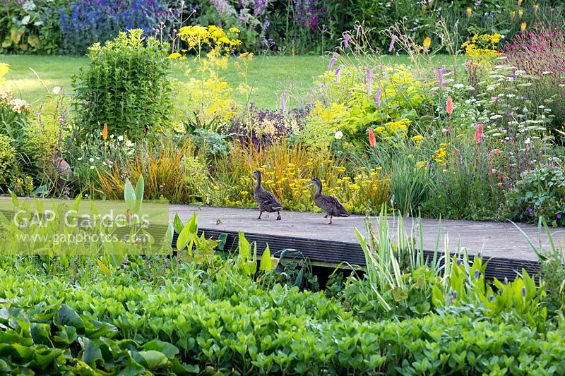 A pair of ducks walking along the pontoon at the water's edge. Herbaceous border with plants including Phormium tenax, Kniphofia, Cenopholium denudatum, Verbena bonariensis, Ridolfia segetum and Sanguisorba 'Lilac Squirrel'. In the foreground are Pontederia cordata and Menyanthes trifoliata.