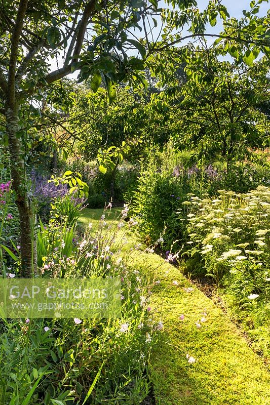 A grassy path through herbaceous borders, plants include Oenethera siskyou - evening primrose, Gaura lindheimeri, Salvia forsskaolii and Cenopholium denudatum.