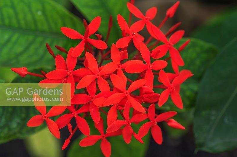 Ixora chinensis - Chinese ixora flower cluster 