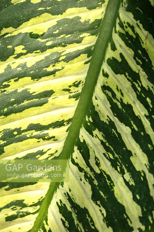 Decorative leaf of Dieffenbachia - Dumb Cane - detail of main vein and variegated markings