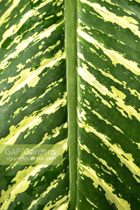 Dieffenbachia - Dumb cane leaf detail 