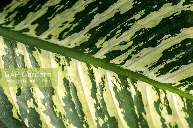 Dieffenbachia - Dumb cane leaf detail 