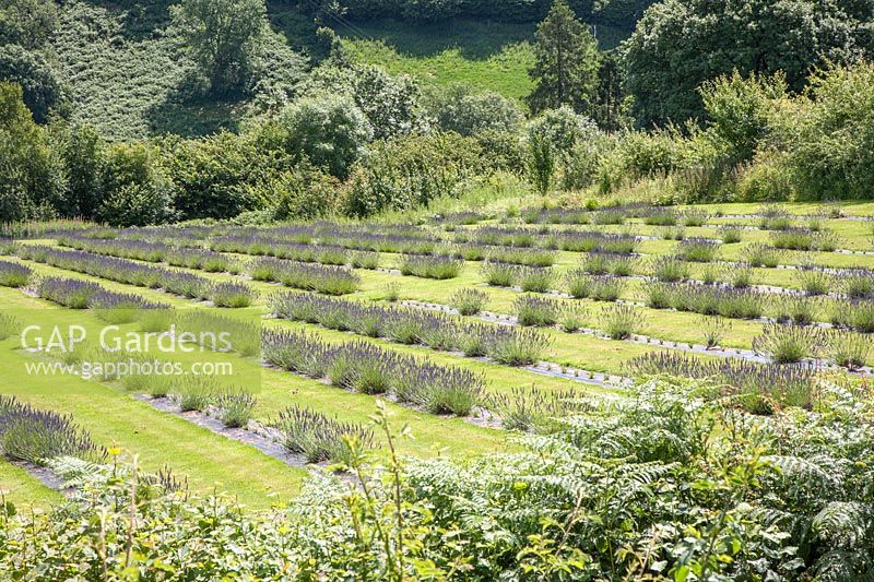The Lower Lavender Field at Farmers' Welsh Lavender Farm, 2Â½ acres on steeply-sloping ground, the variety seen is the Lavandin cultivar of Lavandula x intermedia 'Grosso' syn. Lavandula 'Grosso', Lavandula angustifolia 'Grosso'.