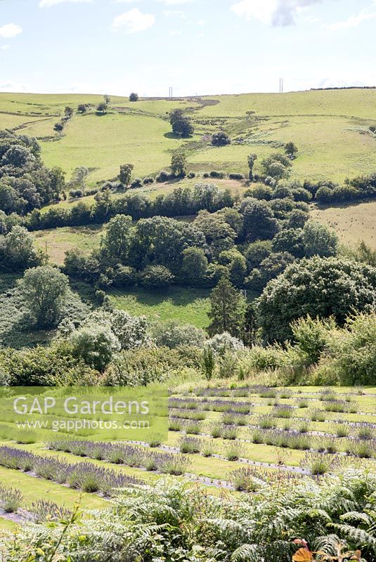overview of a lavender field in summer - Lavandula x intermedia 'Grosso' 
