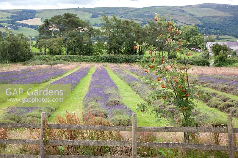 Looking to rows of flowering Lavandula x intermedia 'Grosso' - Lavandula 'Grosso', Lavandula angustifolia 'Grosso', Lavandin and cut rows of Lavandula 'Imperial Gem' in the Cambrian mountains, Wales. Sorbus acuparia syn. Mountain Ash, Rowan besides fence