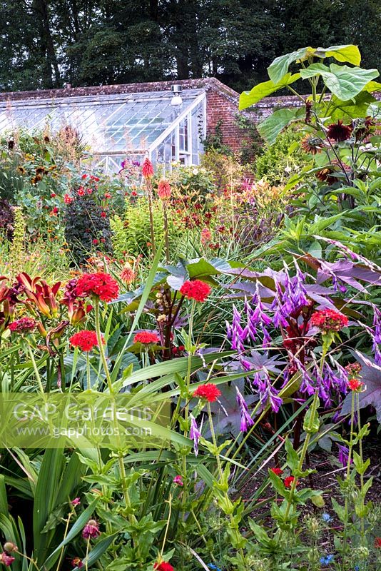 Herbaceous border with view to greenhouse. Plants include Lychnis chalcedonica, Kniphofia and Dierama pulcherrium