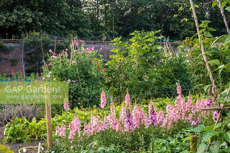 Flowers in the vegetable garden including Lathyrus odorata and Antirrhinum 'Potomac Pink'
