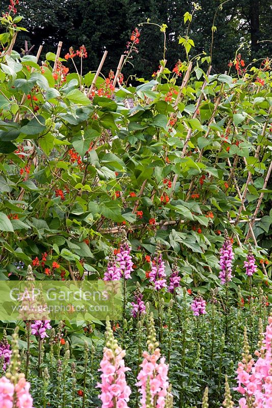 Runner beans and Antirrhinums in vegetable garden, summer.