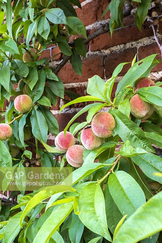Peaches ripening against wall