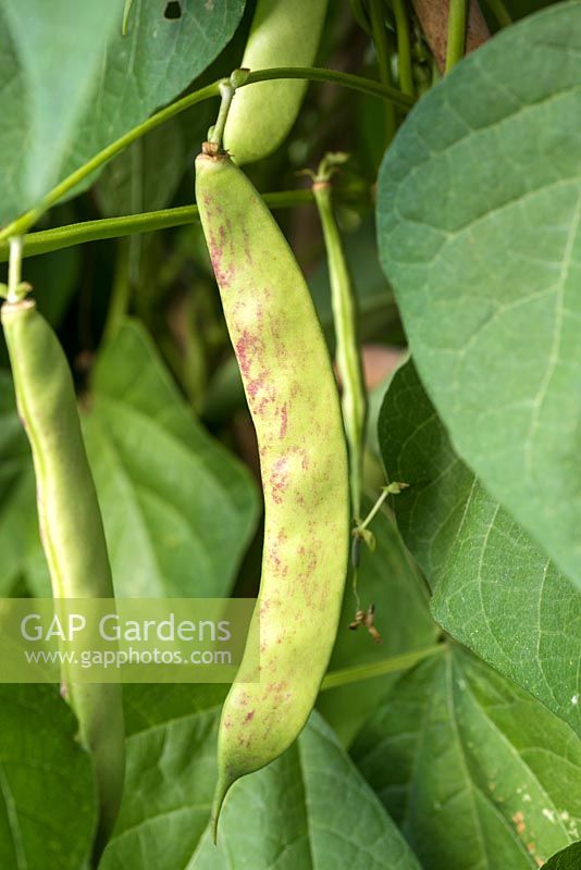Phaseolus vulgaris - Borlotti beans