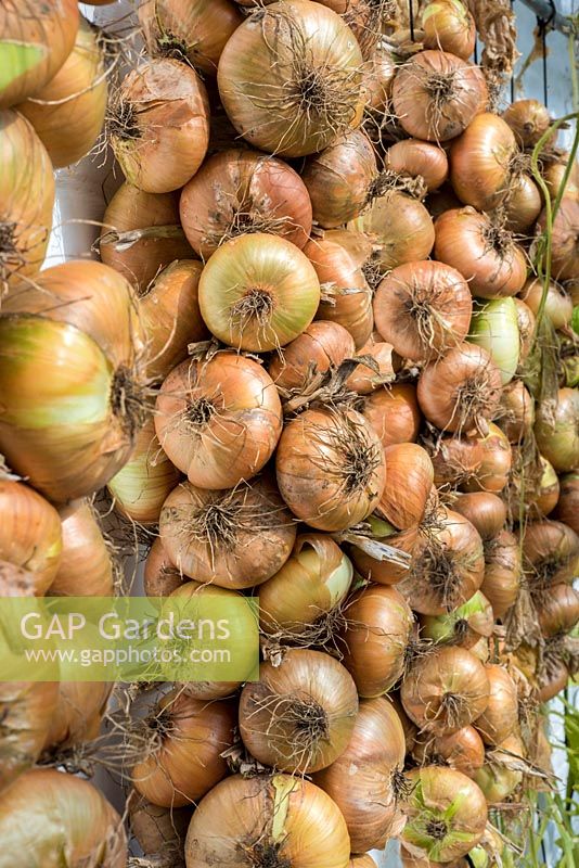 Onion strings in greenhouse