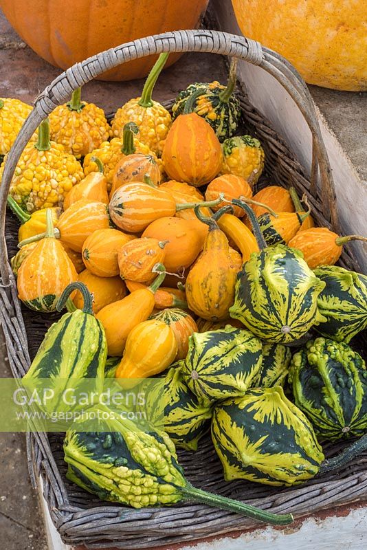 Decorative squashes harvested in basket