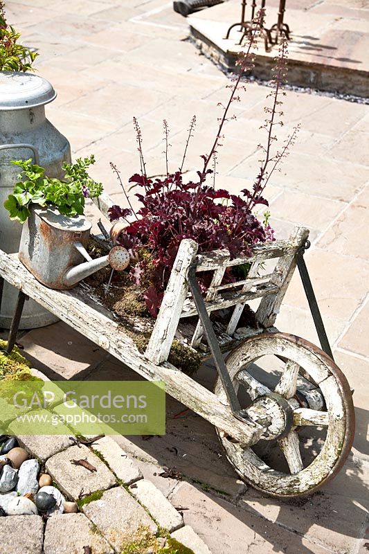 Wooden barrow with potted Heuchera and galvanised watering can
