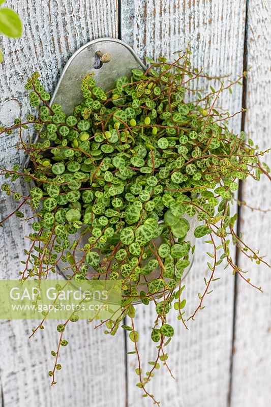 Peperomia prostrata in metal wall hanger