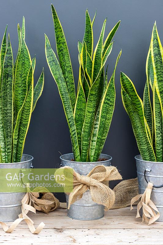 Galvanised metal pots with hessian ribbons planted with Sansevieria trifasciata 'Laurentii'