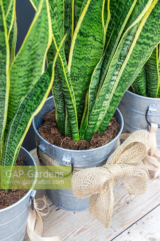Galvanised metal pots with hessian ribbons planted with Sansevieria trifasciata 'Laurentii'