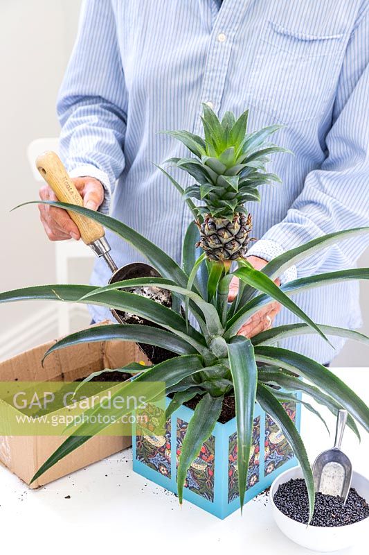 Woman using metal scoop to backfill around planted Ananas nanus - Pineapple in decorated cardboard box planter
