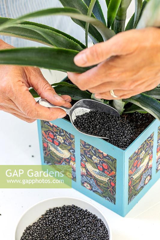 Woman scooping black grit around Ananas nanus - Pineapple planted in decorated cardboard box planter