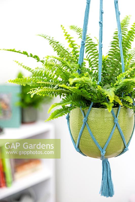 Macrame plant hanging with Nephrolepis 'Green Lady'