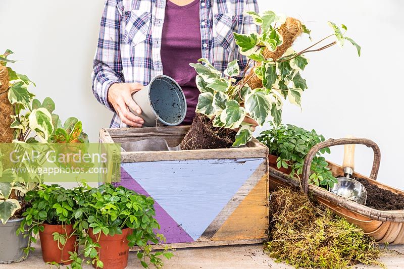 Woman planting Hedera canariensis de Marengo into wooden decorated planter