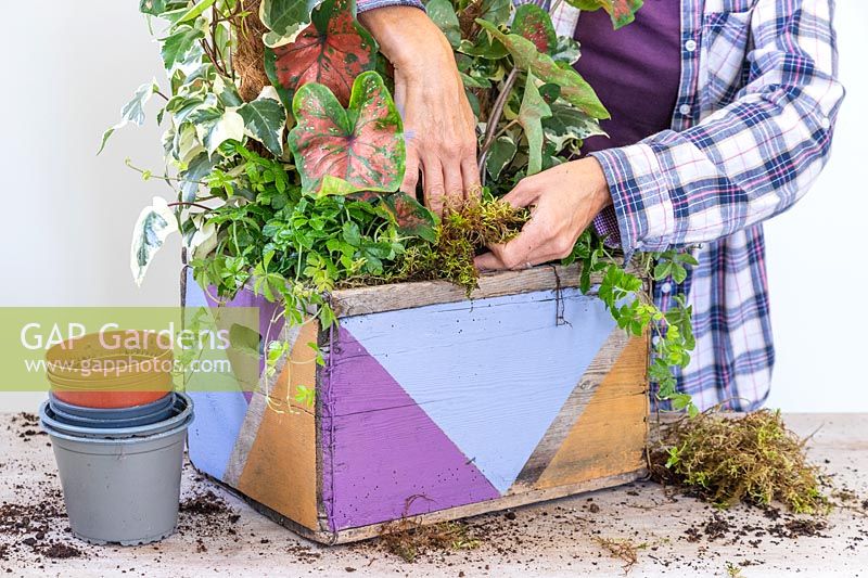 Woman mulching around plants with moss