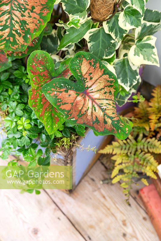 Wooden box decorated with geometric shapes planted with a variety of houseplants including Hedera canariensis de Marengo, Parthenocissus inserta and Caladium sp.