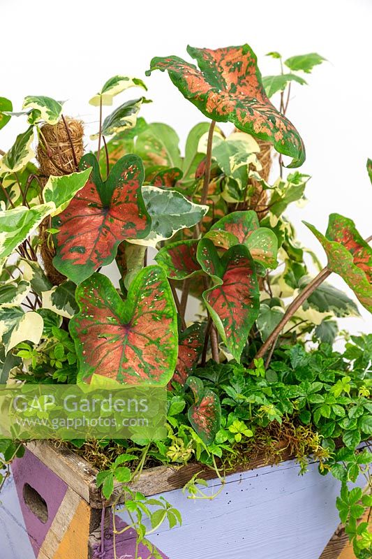 Wooden box decorated with geometric shapes planted with a variety of houseplants including Hedera canariensis de Marengo, Parthenocissus inserta and Caladium sp.