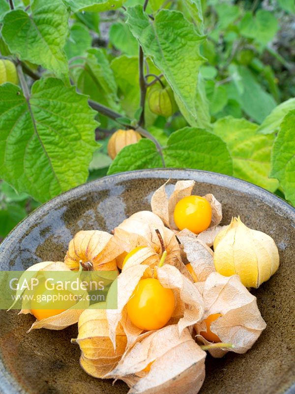 Outside grown Physalis peruviana - Cape Gooseberry - ripe berries in bowl next to growing plant