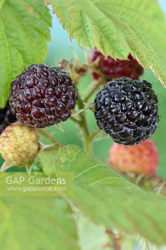 Rubus idaeus 'Black Jewel' - Black Raspberry - ripe and unripe fruit 