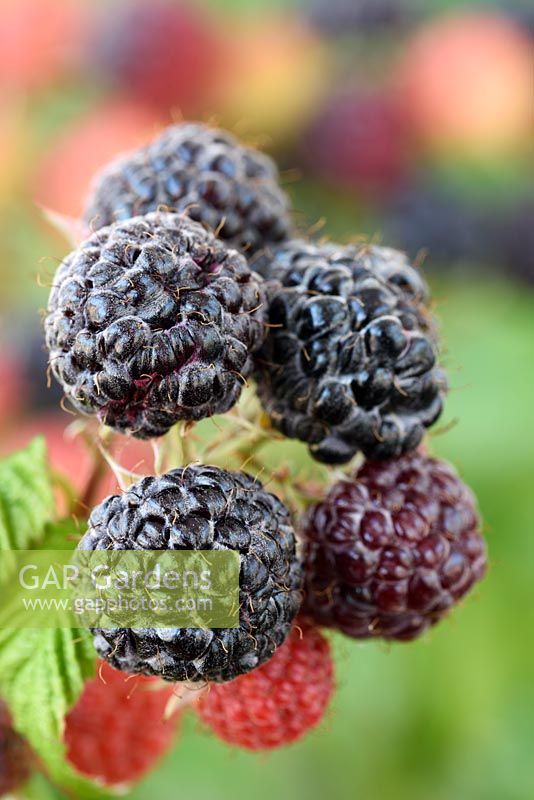 Rubus idaeus 'Black Jewel' - Black Raspberry - ripe and unripe fruit 