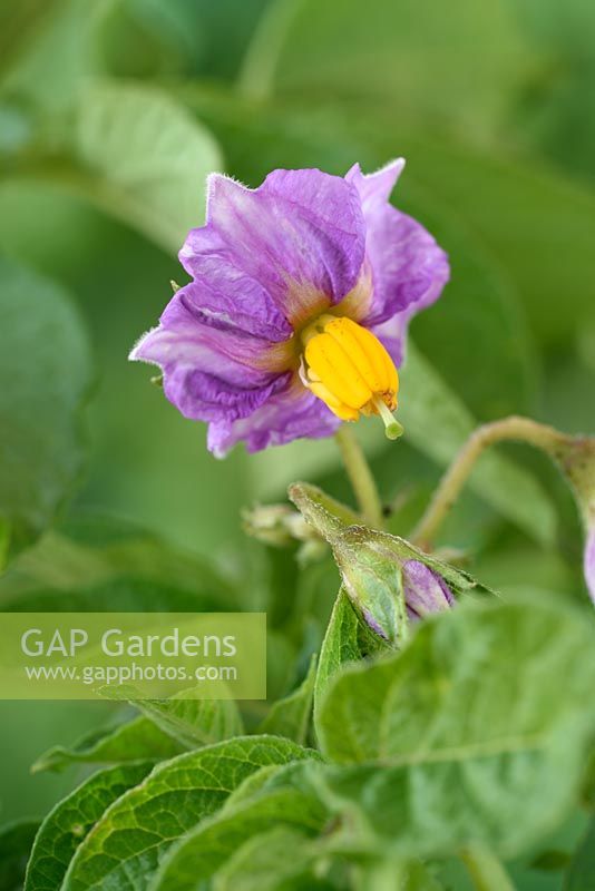Solanum tuberosum  'Maris Peer' - Second Early Potato - flower  
