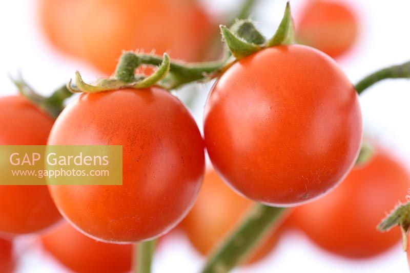 Solanum lycopersicum 'Cherry Falls' - Cherry Tomato - fruit on a cascading determinate bush variety 