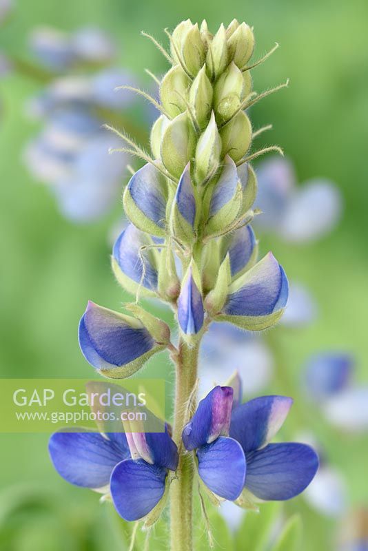 Lupinus 'Avalune Mixed' - Annual Lupin - one colour of the mix