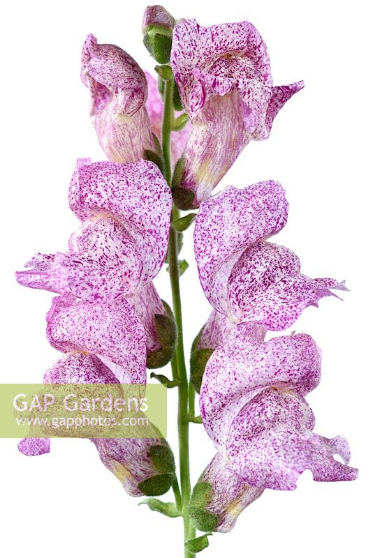 Antirrhinum majus 'Purple Twist' - Snapdragon - white flowers with variable markings  
