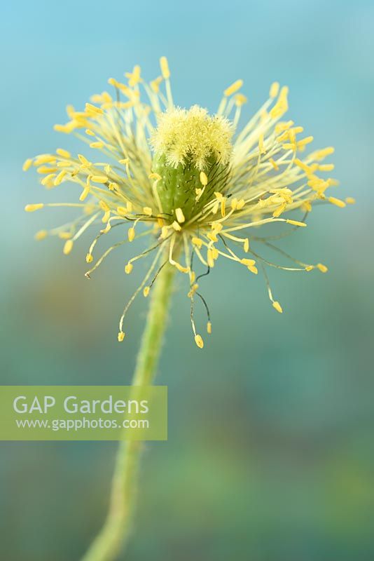 Papaver nudicaule - Icelandic poppy. Seed pod forming after petals have fallen  