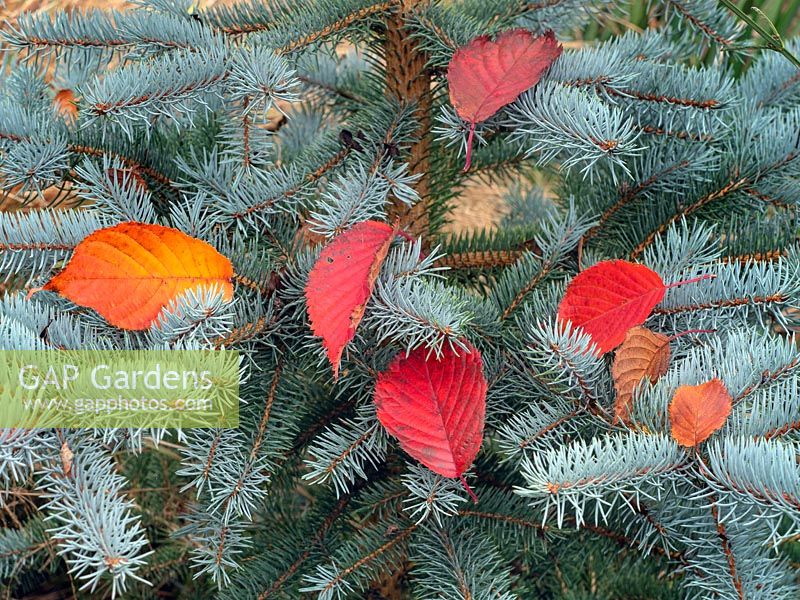 Abies lasiocarpa 'Compacta' and fallen leaves of Prunus sargentii - Sargent's Cherry Tree