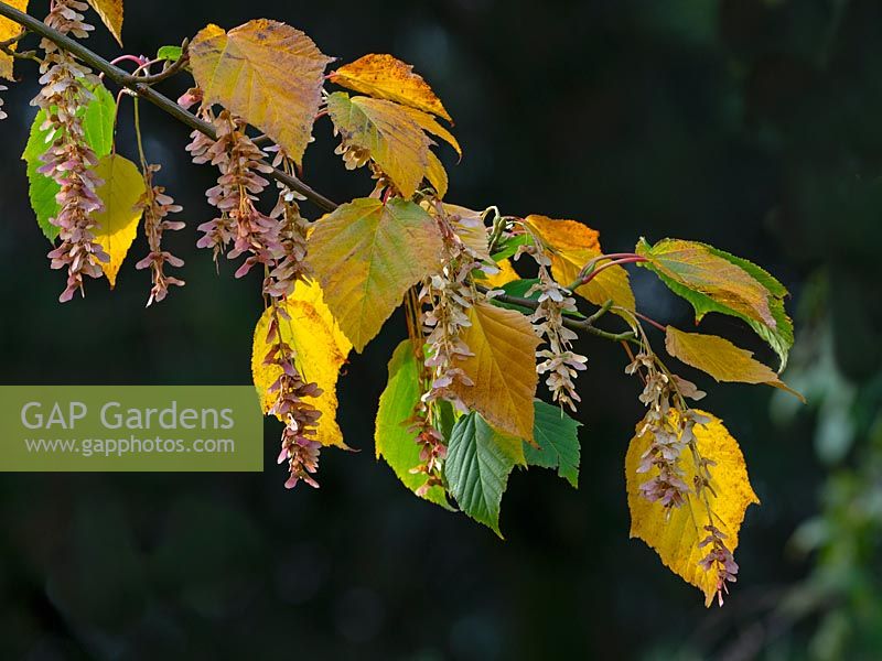 Acer davidii grosseri - snakebark Maple leaves and seeds 