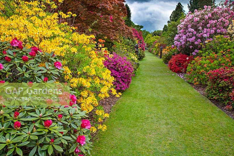 Azaleas and Rhododendrons Stody Lodge Gardens, Norfolk
