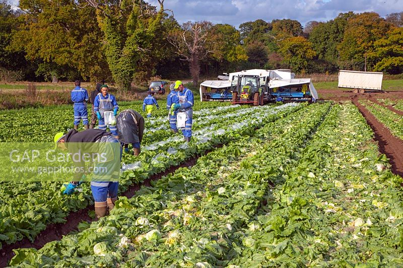 Commercial lettuce harvesting - Norfolk, October