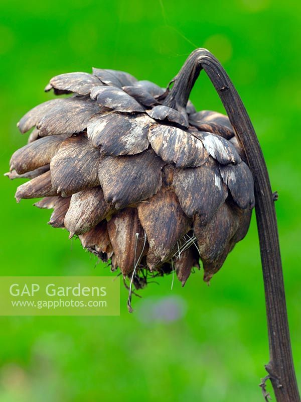 Dead seed head of Cynara cardunculus 'Green Globe' - Artichoke 