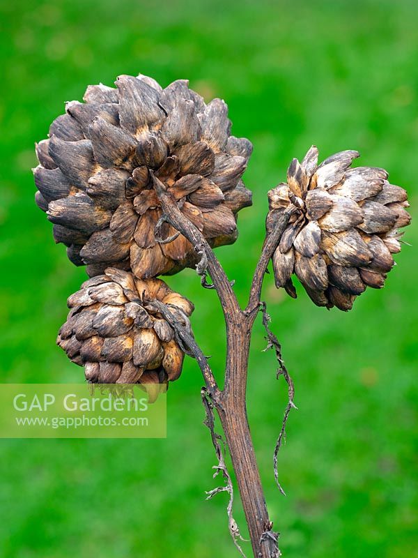 Dead seed head of Cynara cardunculus 'Green Globe' - Artichoke