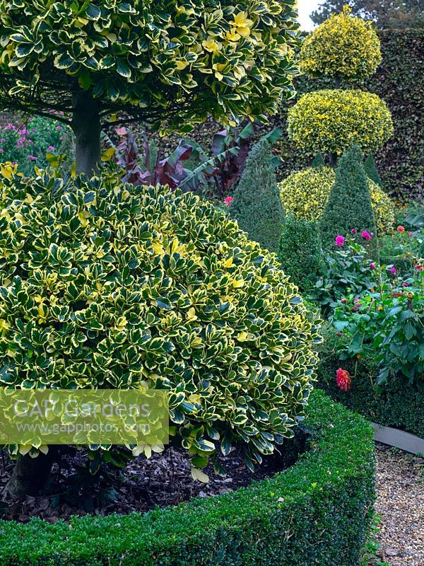 Clipped Ilex 'Golden King' - Holly - and Buxus - Box edging 