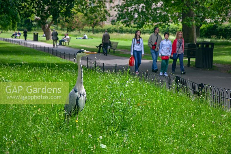 Ardea cinerea - Grey Heron - standing in grass in a city park near people 