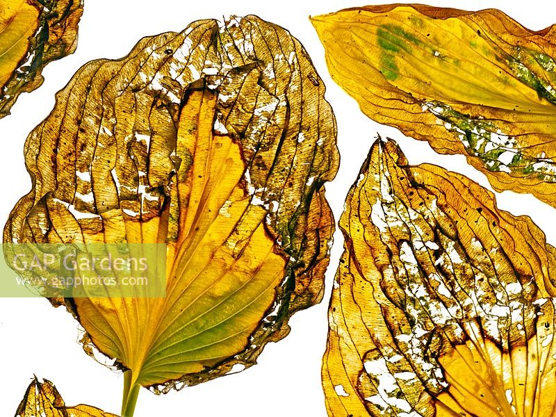 Hosta dead leaves placed in design layout 