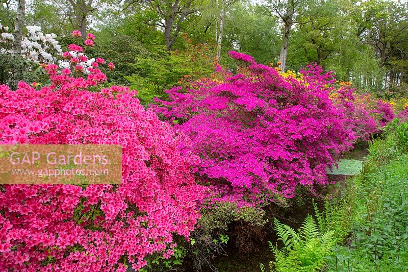 Azaleas and Rhododendrons in woodland garden