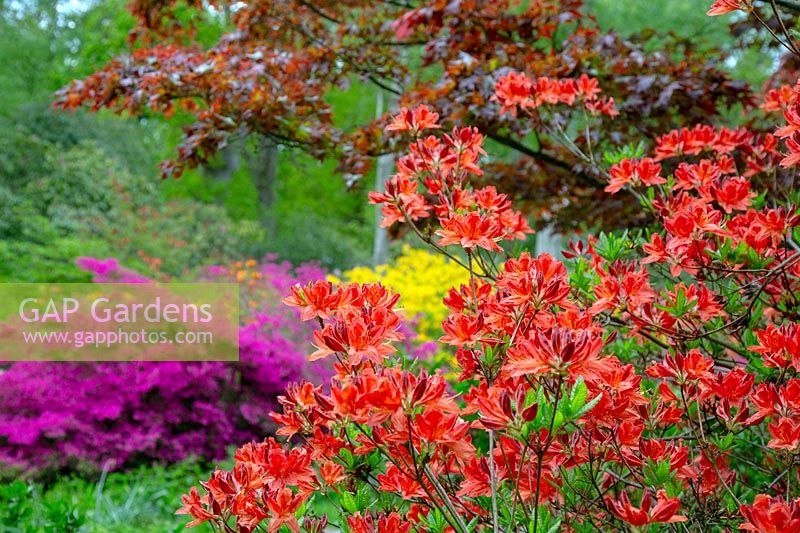 Azaleas, Rhododendrons and Japanese Maple in woodland garden