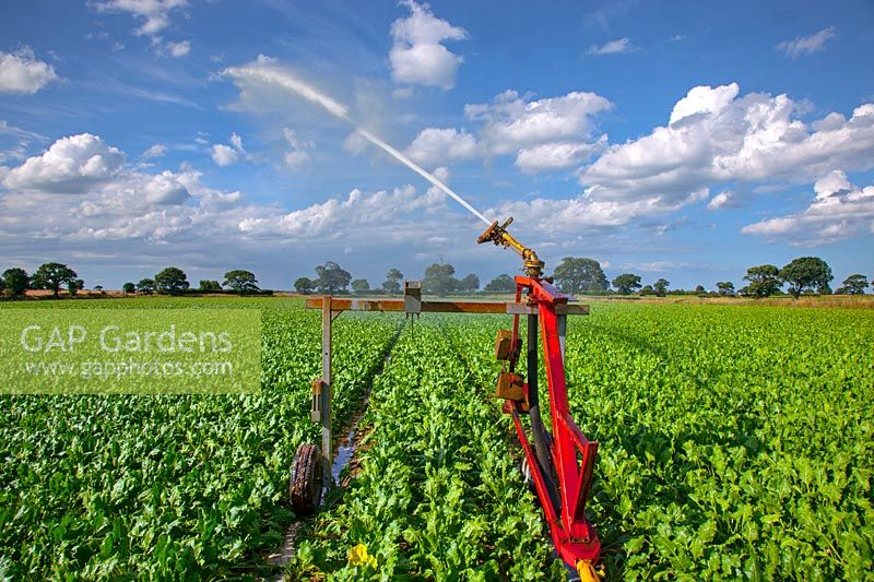 Beta vulgaris subsp - Sugar Beet mechanical irrigation in dry weather 
